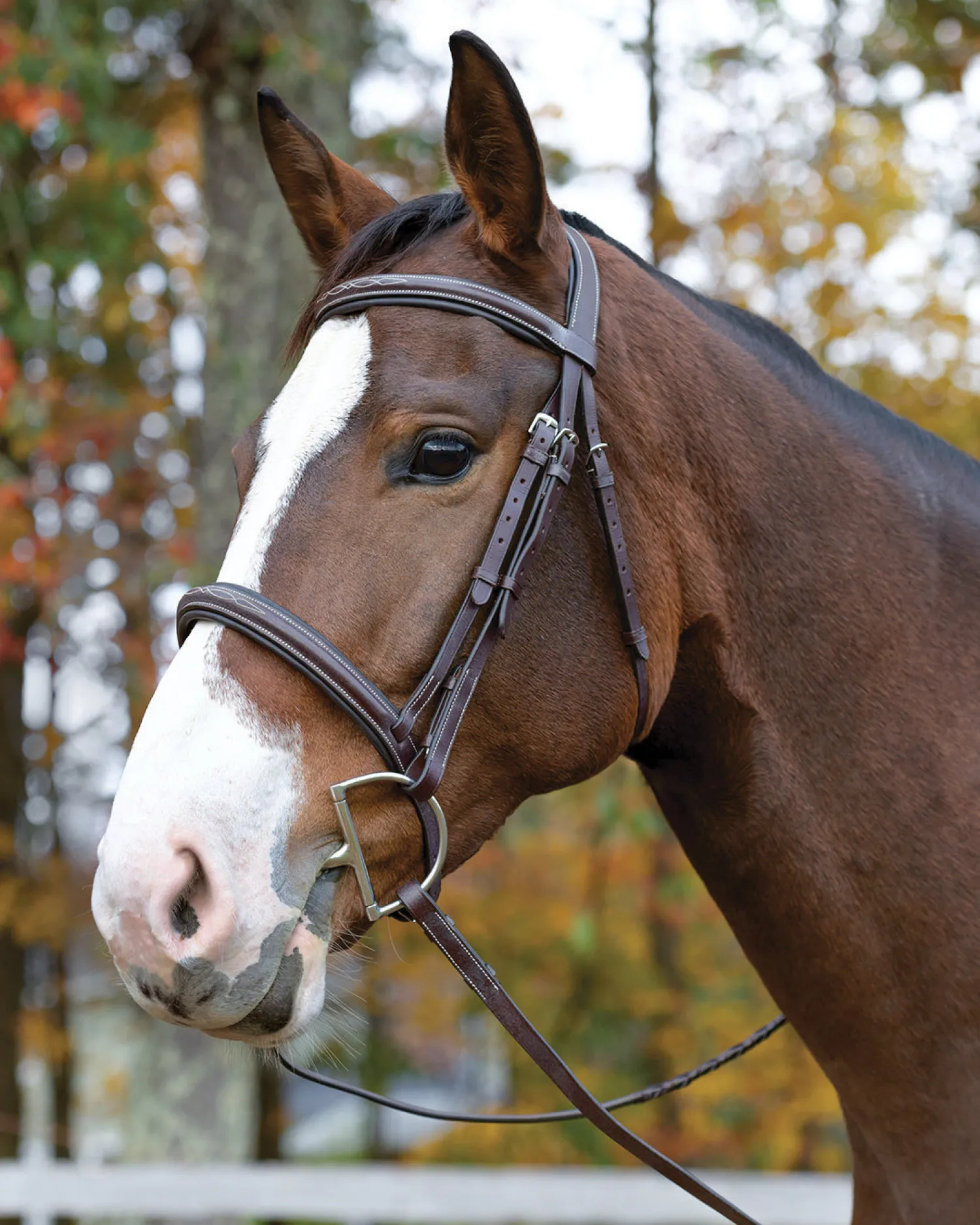 Discount SHIRES EQUESTRIAN Shires Avignon Ocala Bridle Havana