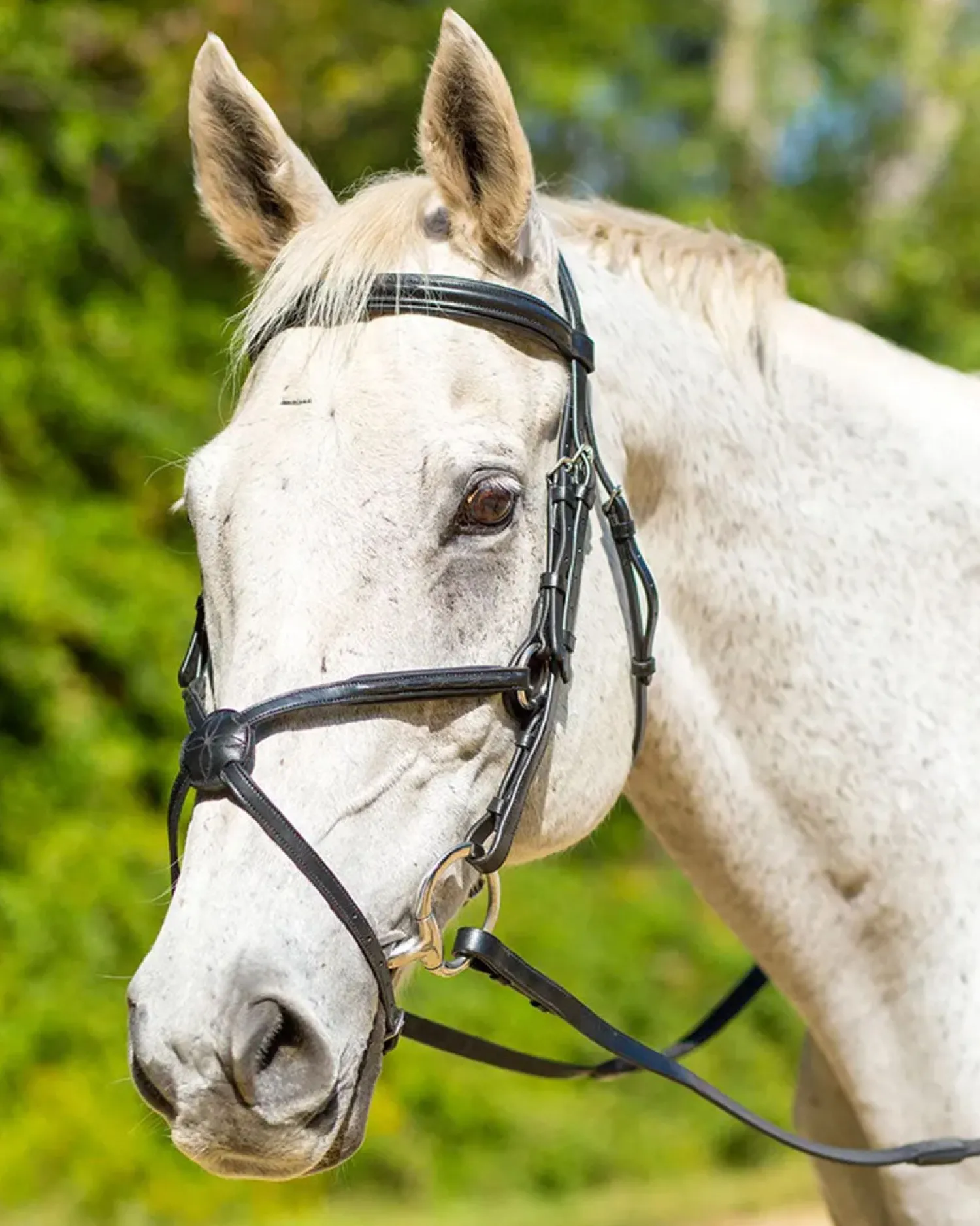 Clearance SHIRES EQUESTRIAN Shires Avignon Woodside Bridle