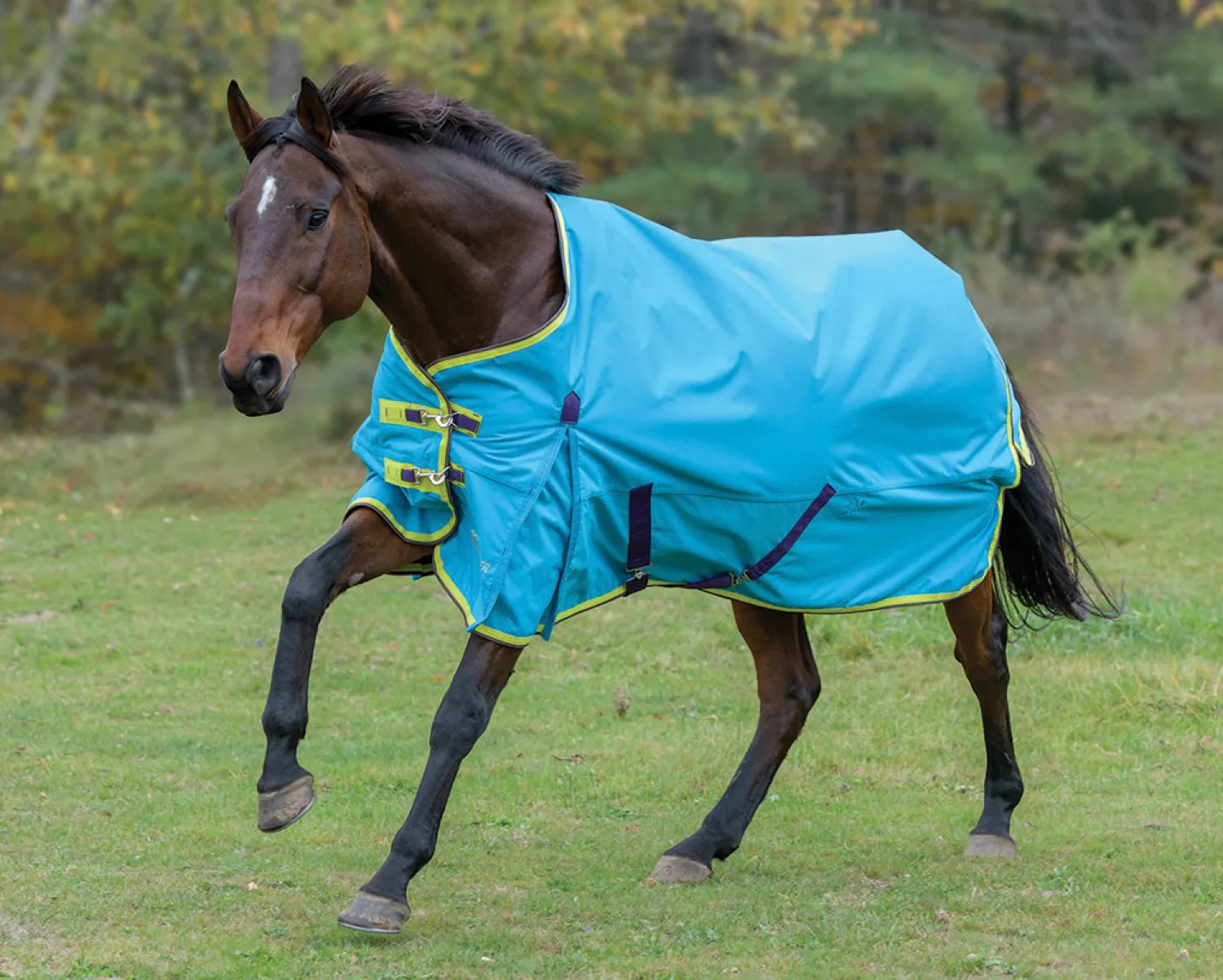 Sale SHIRES EQUESTRIAN Shires Highlander 100G Blanket