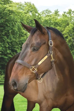 HARMOHN KRAFT Showmark™ Classic Fancy-Stitched Leather Halter