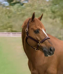 HARMOHN KRAFT Showmark™ Classic Fancy-Stitched Leather Halter