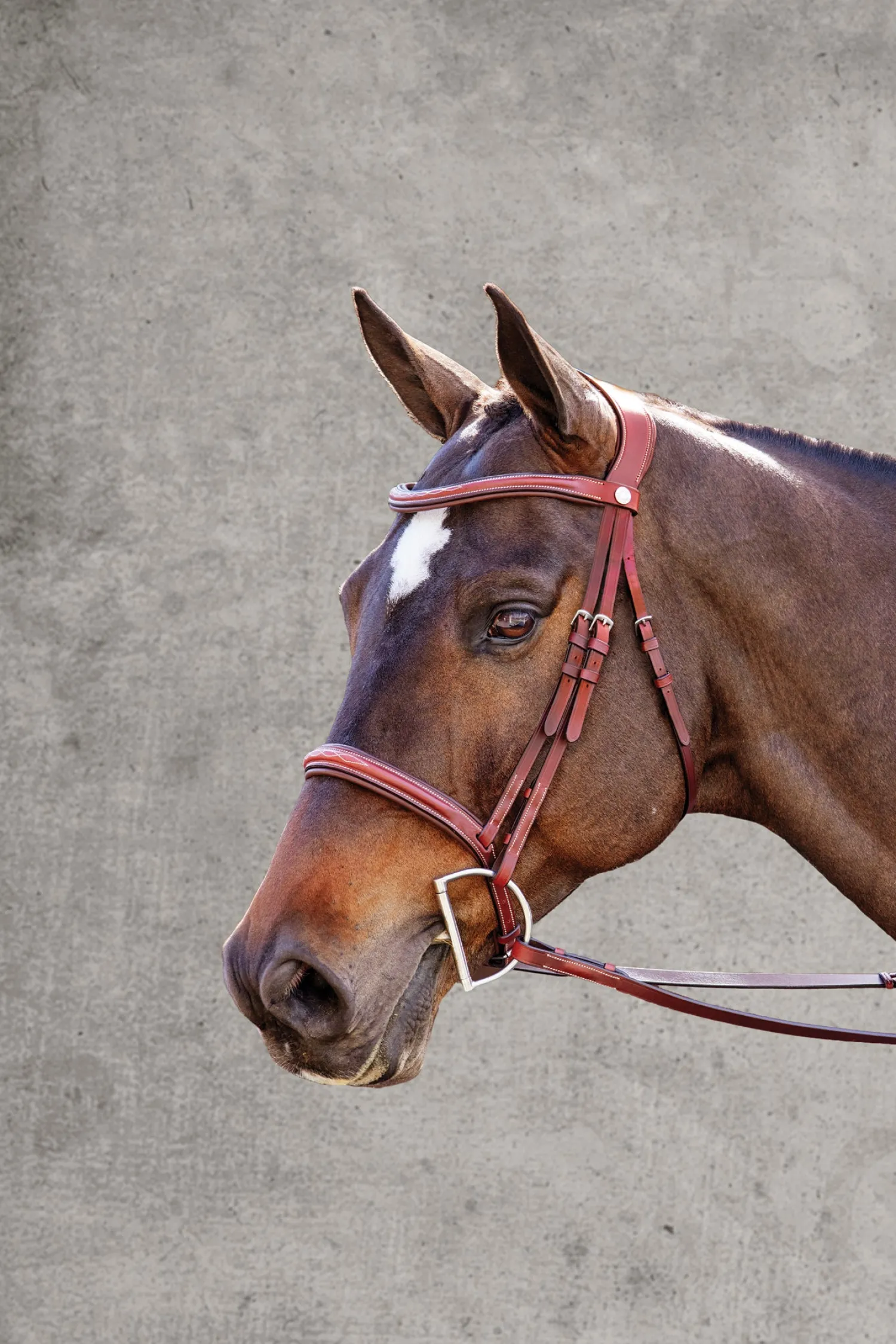 Outlet PUSHKAR INTL Showmark® Ergonomic Hunter Bridle