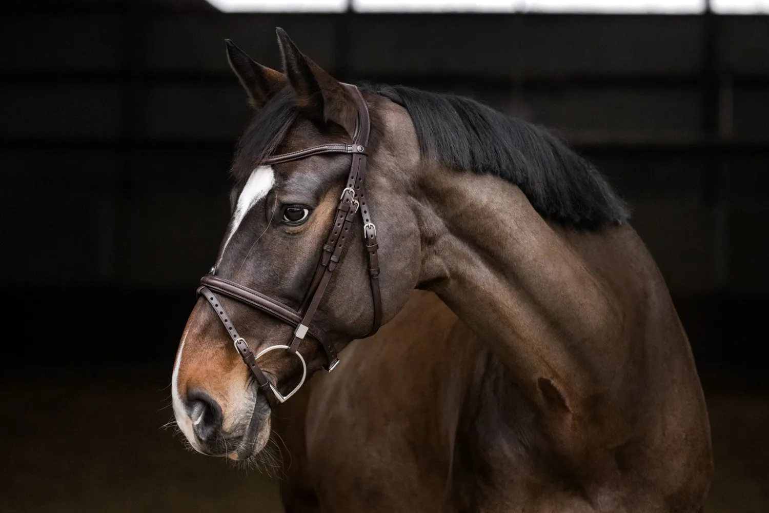 Sale STUBBEN N.A. Stübben Pro Jump Bridle with Removable Flash Noseband