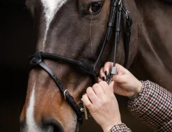 Sale STUBBEN N.A. Stübben Pro Jump Bridle with Removable Flash Noseband