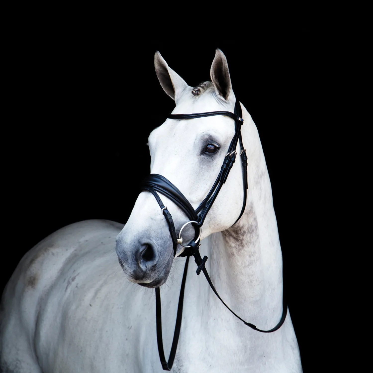 Sale STUBBEN N.A. Stübben Switch Combo Bridle Black/Black