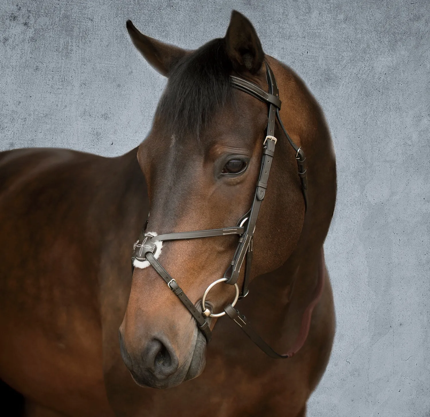 Online KINGS INTERNATIONAL Suffolk™ Figure-8 Bridle Brown