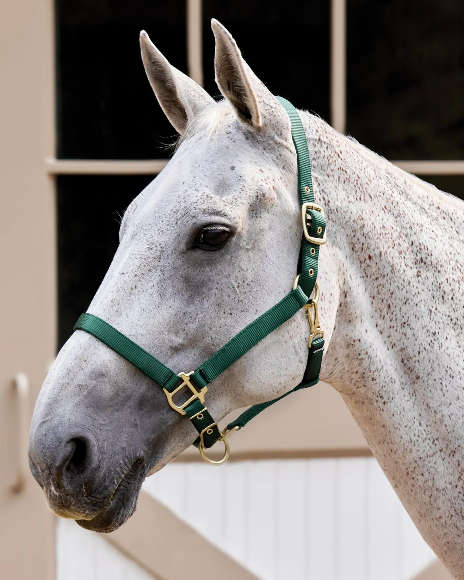 Online TEXT HORSE Suffolk™ Heavy Nylon Breakaway Halter with Fuse