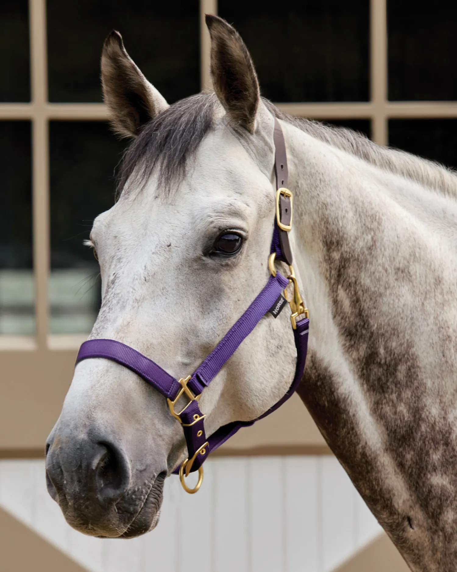 New TEXT HORSE Suffolk™ Heavy Nylon Halter with Breakaway Crown