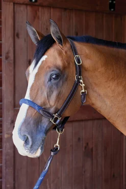 Clearance PUSHKAR INTL Suffolk™ Leather & Rope Halter with Lead