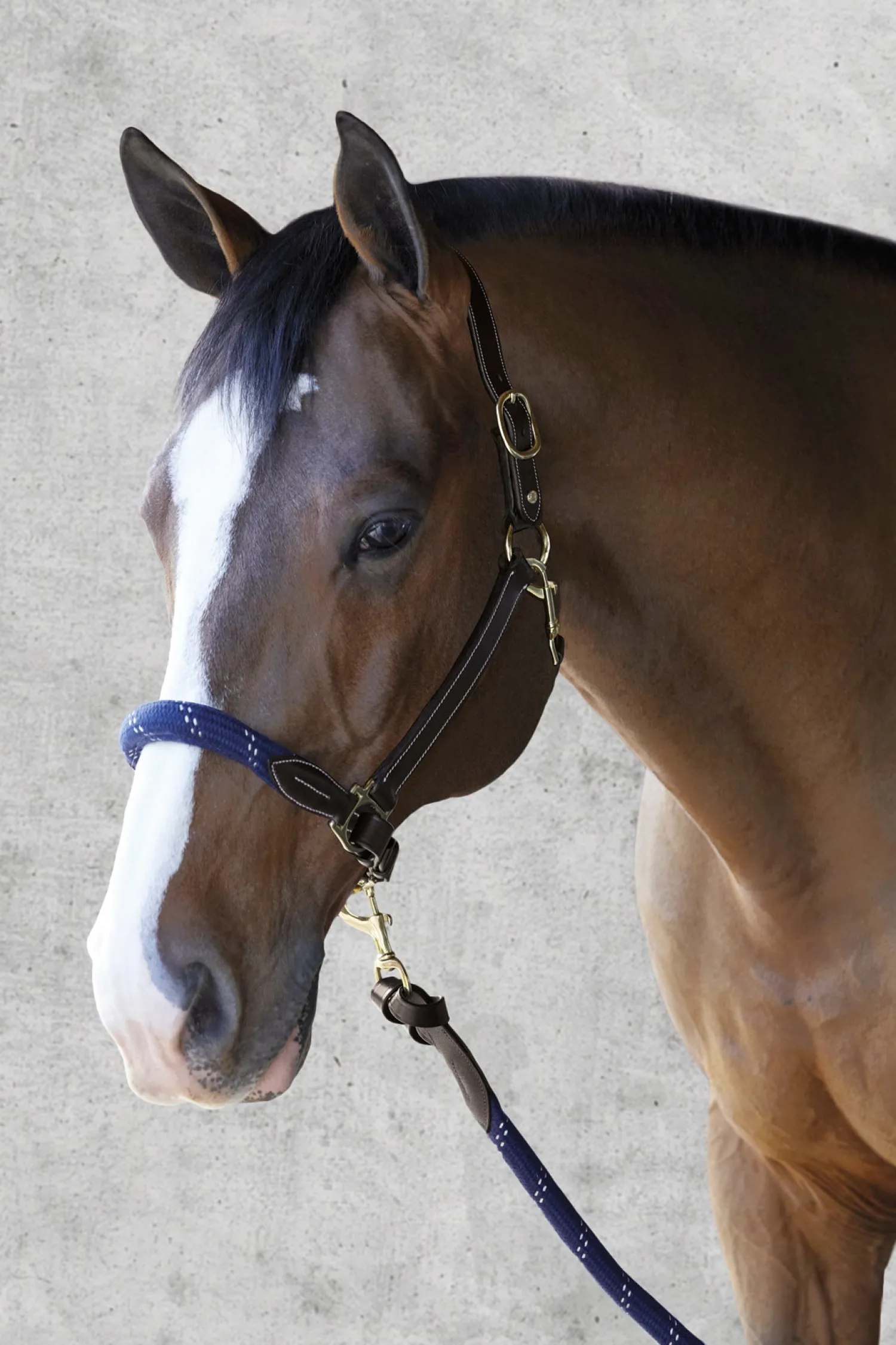 Clearance PUSHKAR INTL Suffolk™ Leather & Rope Halter with Lead