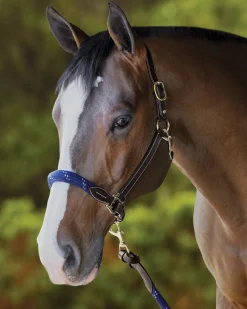 Clearance PUSHKAR INTL Suffolk™ Leather & Rope Halter with Lead