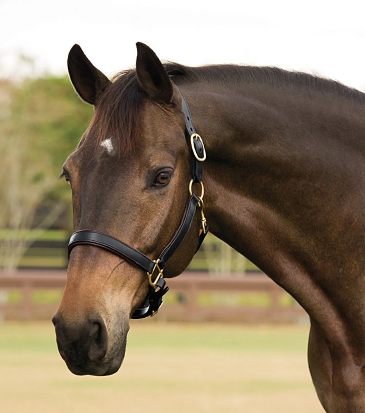 Outlet KINGS INTERNATIONAL Suffolk™ Lined Halter