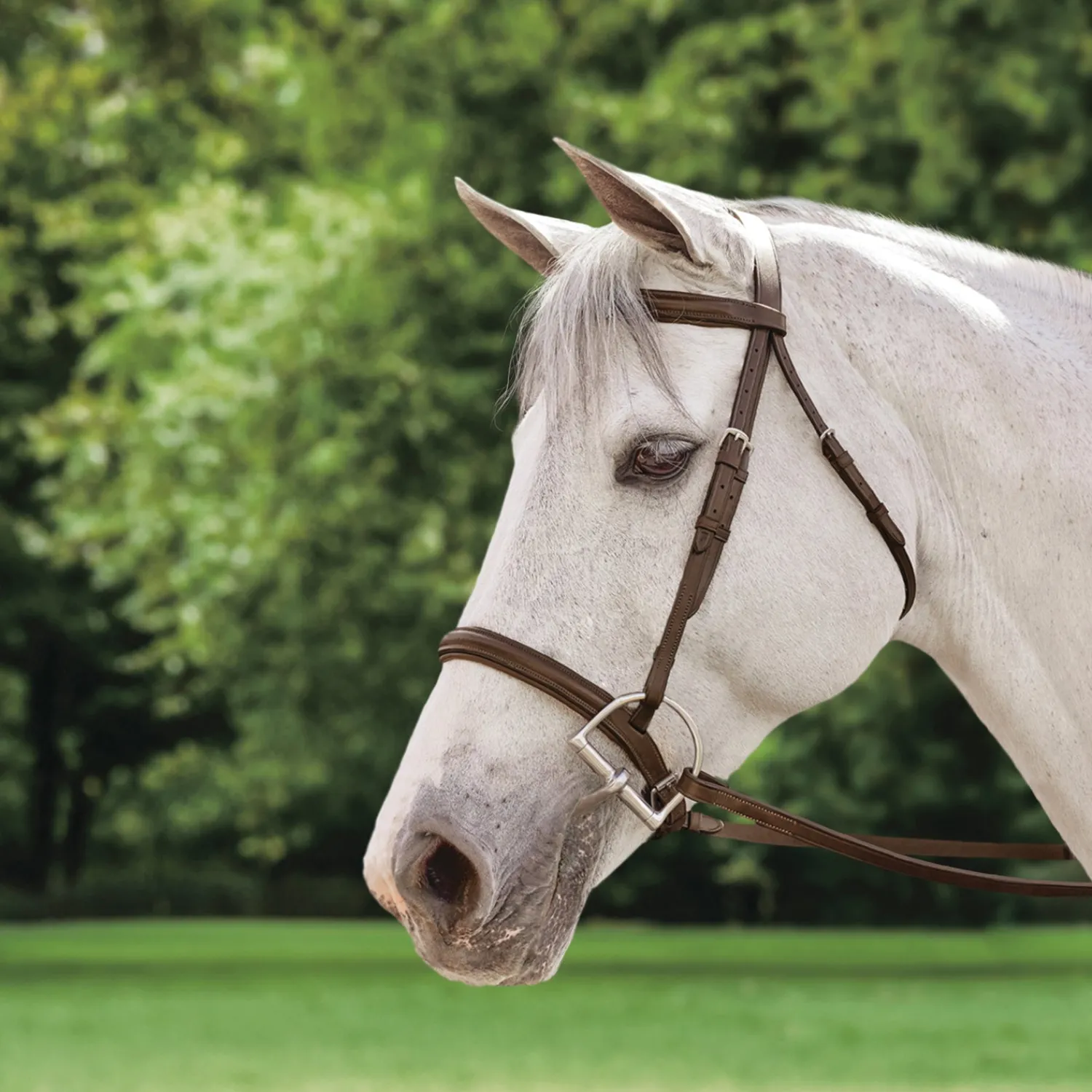 KINGS INTERNATIONAL Suffolk™ Plain Raised Bridle Brown