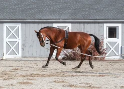 Online TEXT HORSE Suffolk™ Side Reins with Elastic Black