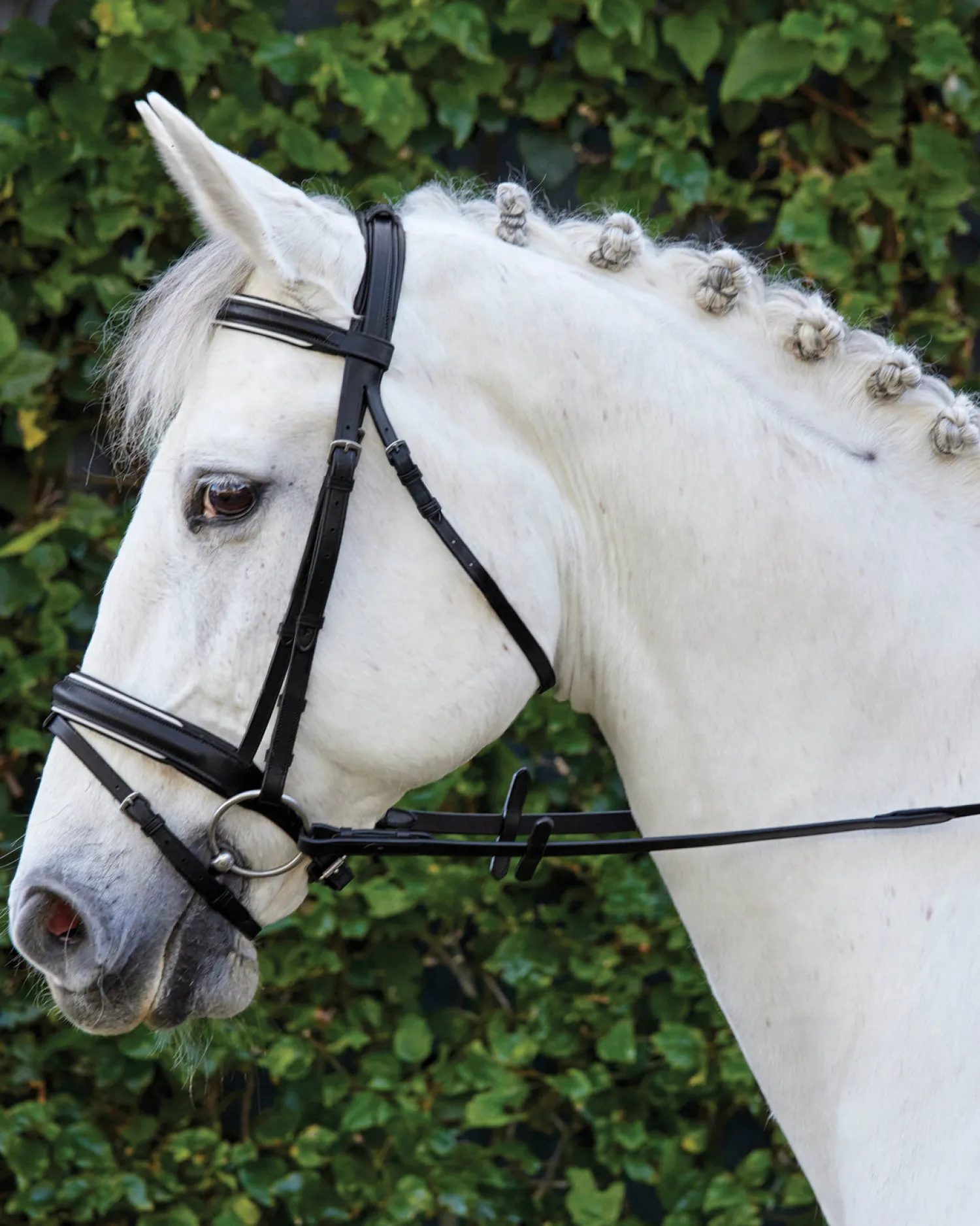 Outlet KINGS INTERNATIONAL Suffolk™ Single Crown Padded Dressage Bridle