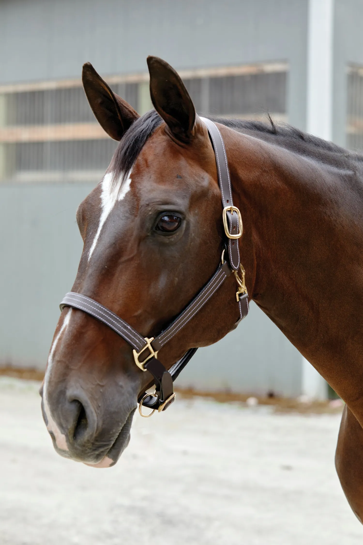 Best PUSHKAR INTL Suffolk™ Triple-Stitched Halter Brown