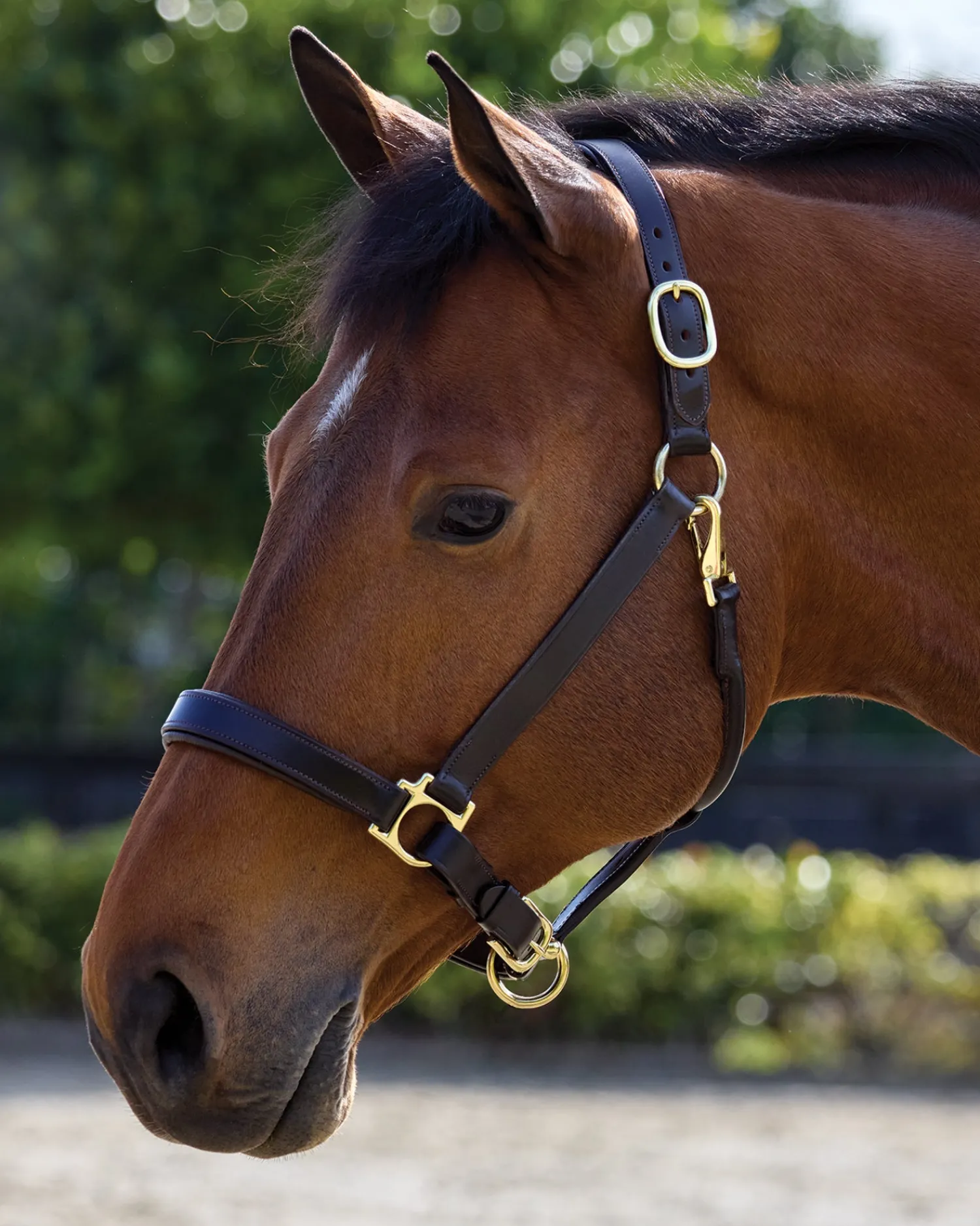PUSHKAR INTL Suffolk™ Everyday Halter