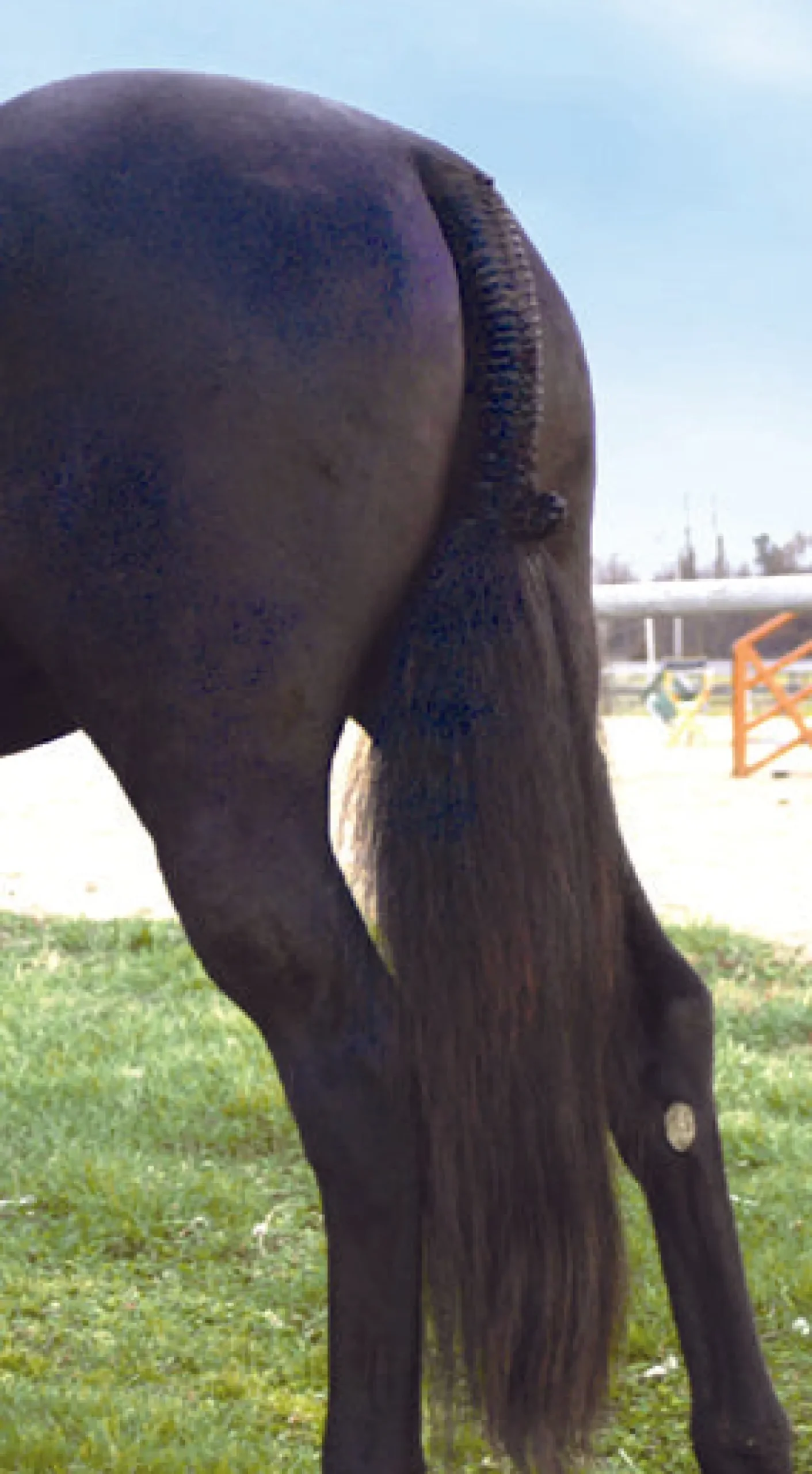 PROFESSIONALS CHOICE Tail Tamer® Hunter Trophy Tails™