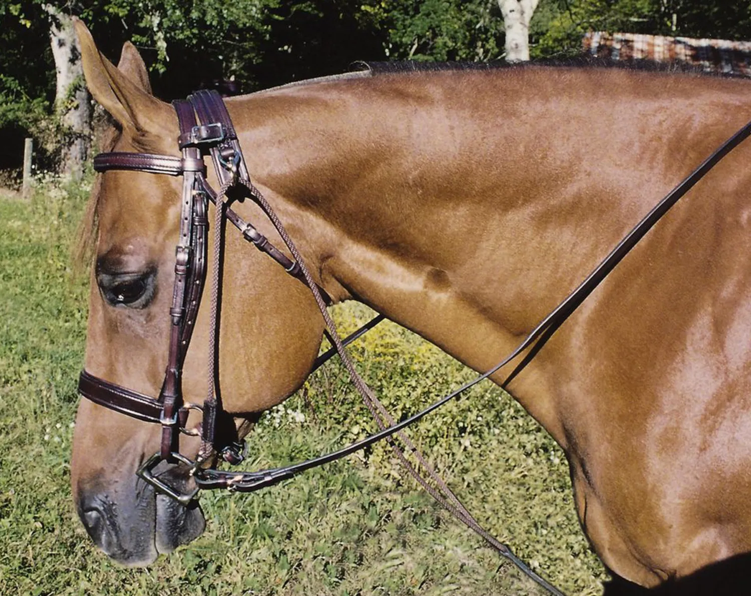 Hot TORY LEATHER Company Horse Size Chambon Havana