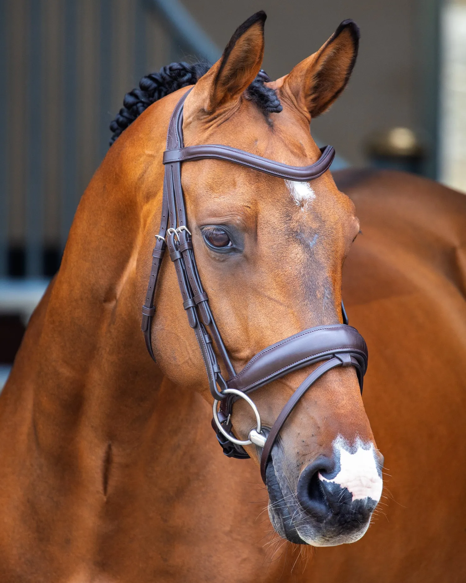 Online SHIRES EQUESTRIAN Velociti Lusso Dressage Flash Bridle