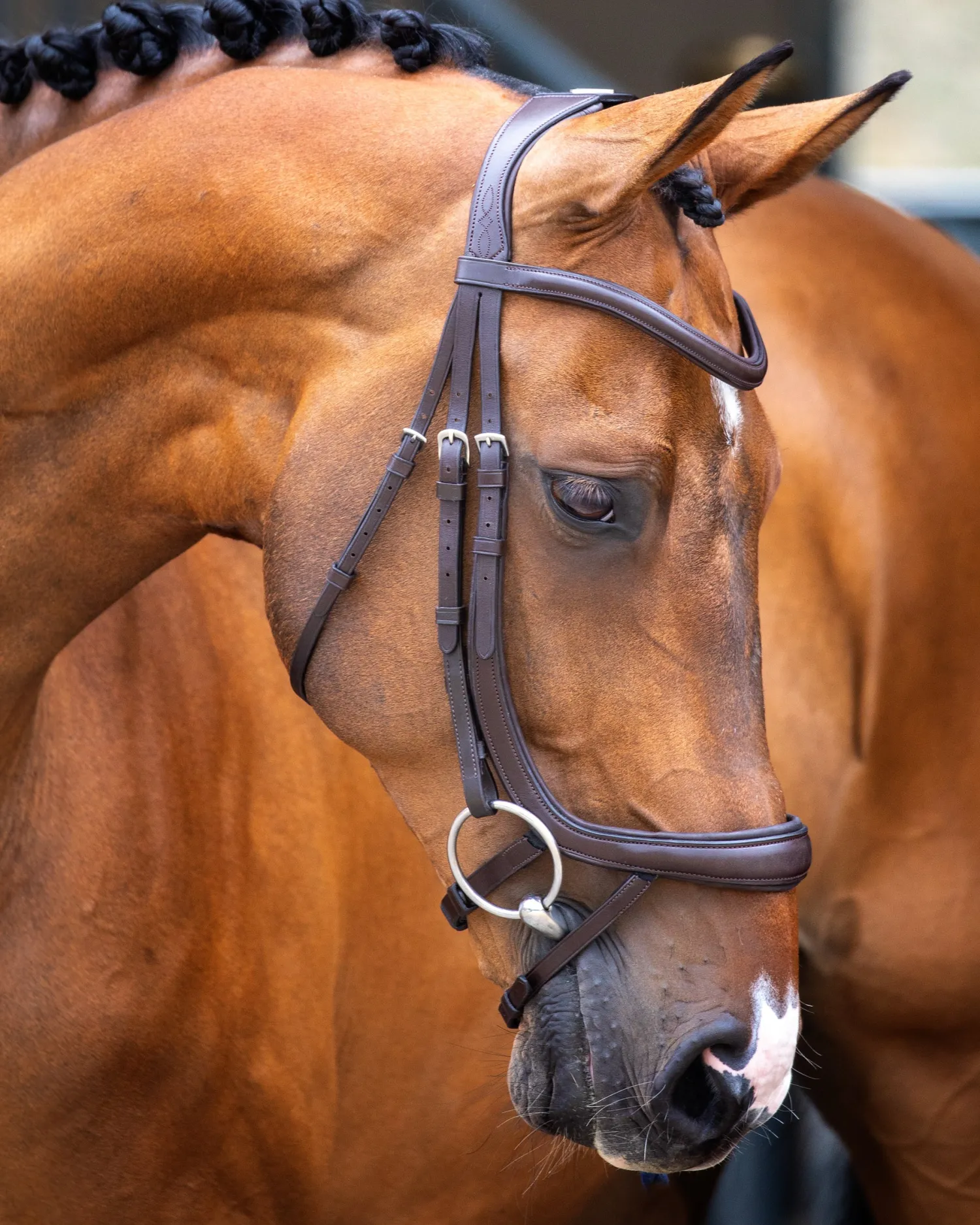 Outlet SHIRES EQUESTRIAN Velociti Lusso Ergonomic Curved Flash Bridle