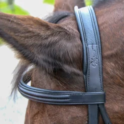 Hot WORLD EQUSTRN BRNDS Vespucci Classic Dressage Bridle Black