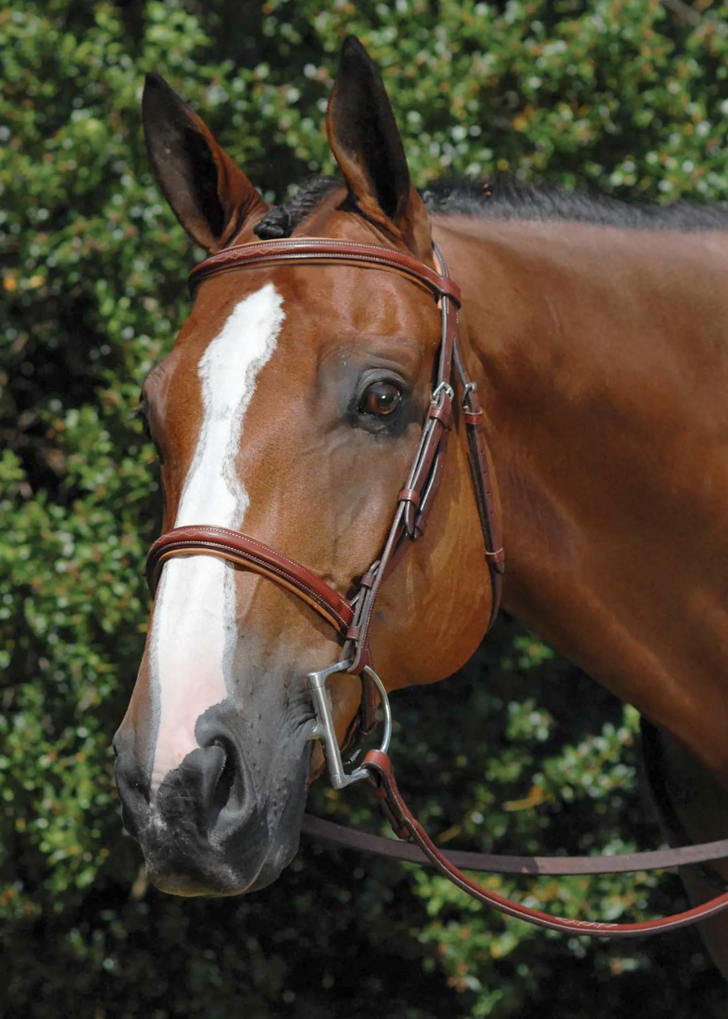 WORLD EQUSTRN BRNDS Vespucci Fancy Raised Hunter Bridle