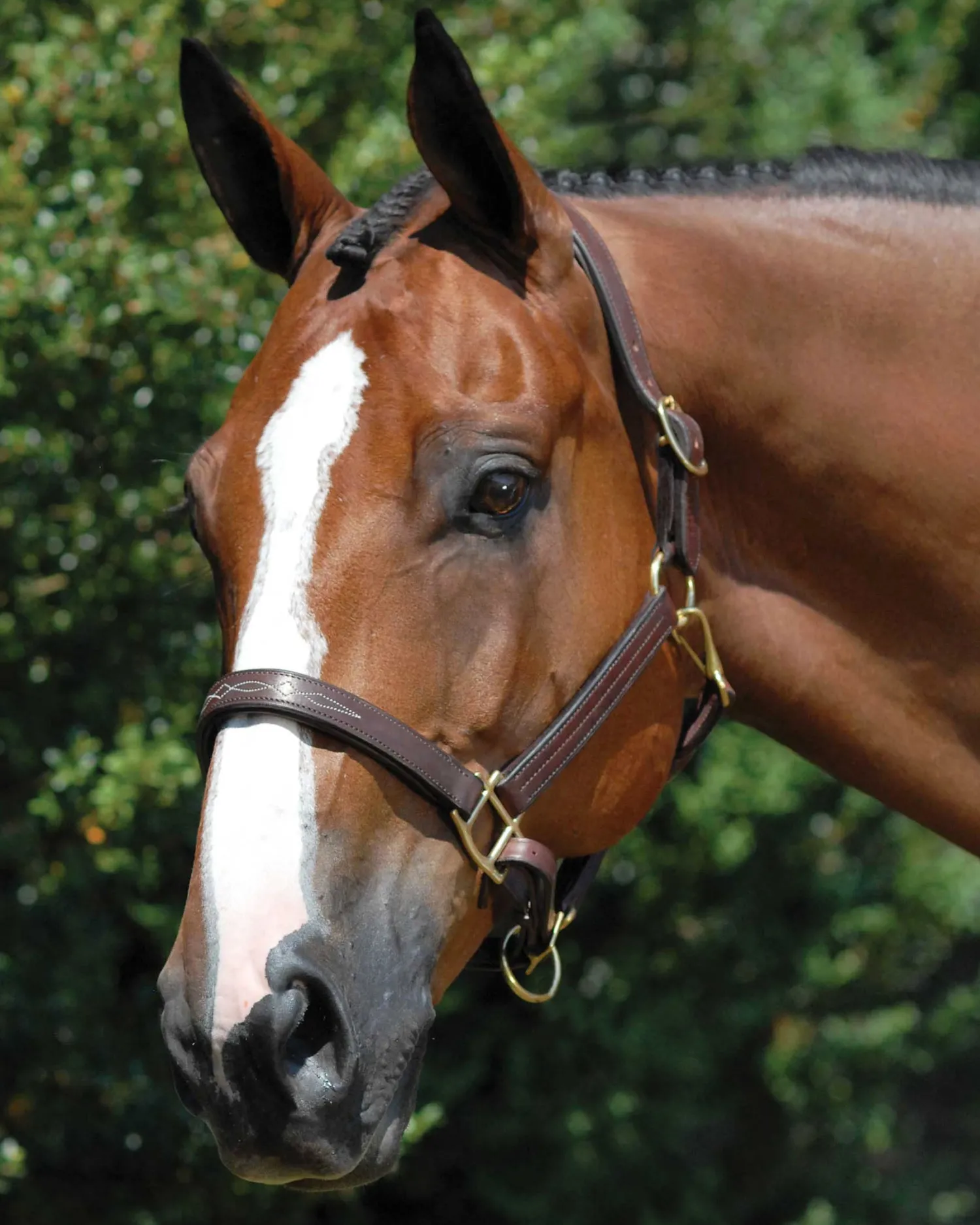 WORLD EQUSTRN BRNDS Vespucci Fancy Stitched Halter Brown