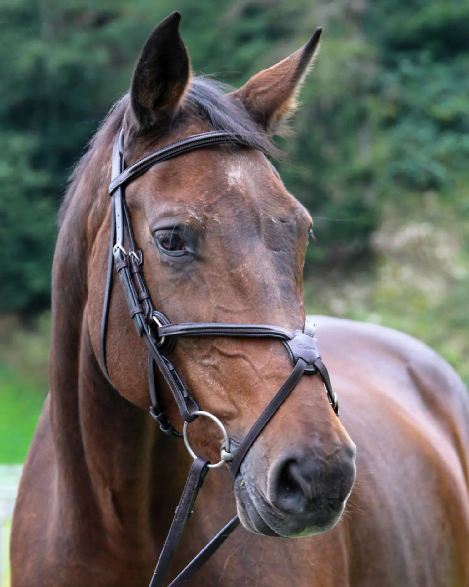 Outlet WORLD EQUSTRN BRNDS Vespucci Square Raised Figure-8 Bridle