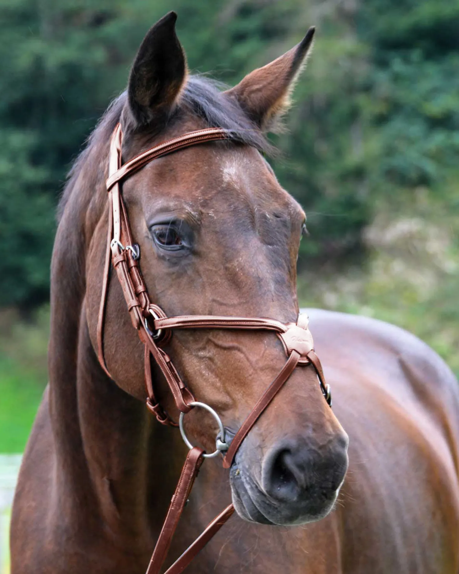 Outlet WORLD EQUSTRN BRNDS Vespucci Square Raised Figure-8 Bridle