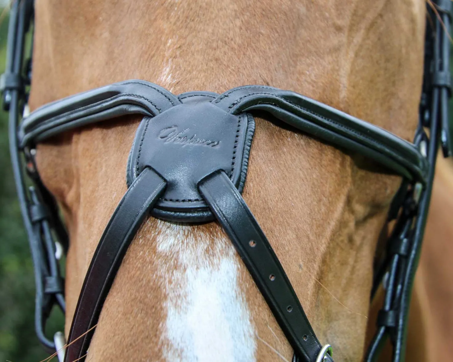Outlet WORLD EQUSTRN BRNDS Vespucci Square Raised Figure-8 Bridle